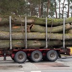 Naukowcy na tropie przemytu drewna. Nowa metoda rozpoznawania desek z Rosji
