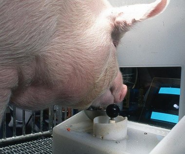 Naukowcy nauczyli świnie grać w gry wideo