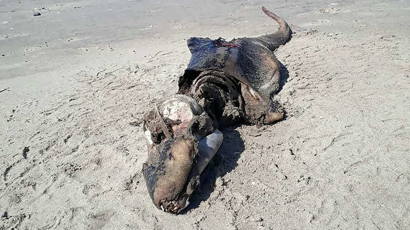 Naukowcy nie wiedzą jeszcze co to za zwierzę zostało wyrzucone na brzeg w Swansea /materiały prasowe