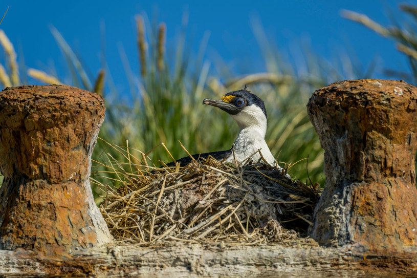 Naukowcy nie znają przyczyny masowej śmierci ptaków. /Wolfgang Kaehler/LightRocket  /Getty Images