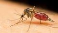 Naukowcy: O tym, czy jesteśmy „atrakcyjni” dla komarów, decydują nasze geny