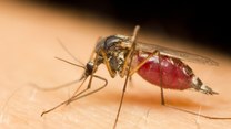 Naukowcy: O tym, czy jesteśmy „atrakcyjni” dla komarów, decydują nasze geny