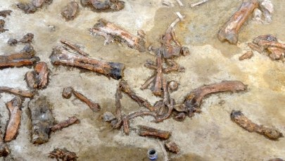 Naukowcy odkryli 34-centymetrowy "pazur" dinozaura