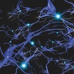 Naukowcy odkryli, co odpowiada za organizację neuronów