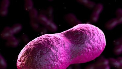 Naukowcy odkryli, co zmniejszyło śmiertelność "czarnej śmierci"