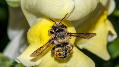 Naukowcy odkryli coś niesamowitego: Rośliny 'słyszą' pszczoły