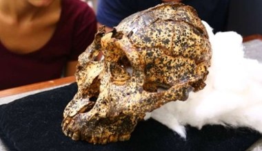 Naukowcy odkryli czaszkę kuzyna człowieka sprzed dwóch mln lat