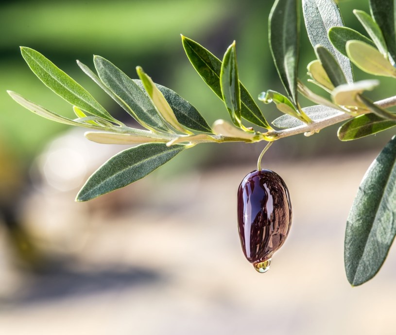 Naukowcy odkryli, dlaczego oliwa z oliwek jest tak skuteczna w zapobieganiu miażdżycy /123RF/PICSEL