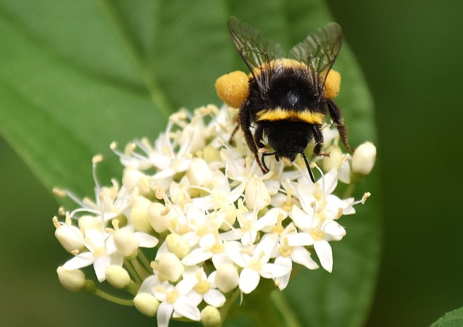 Naukowcy odkryli gatunek z diabelskimi rogami /Shutterstock