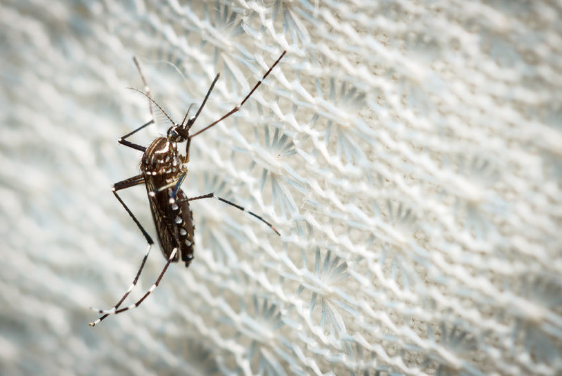 Naukowcy odkryli groźnego wirusa przenoszonego przez komary /123RF/PICSEL
