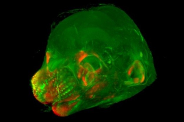 Naukowcy odkryli jakie geny odpowiadają za rozwój twarzy myszy /materiały prasowe