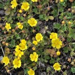 Naukowcy odkryli "naturalny antybiotyk". Ta dzika roślina może uratować miliony osób