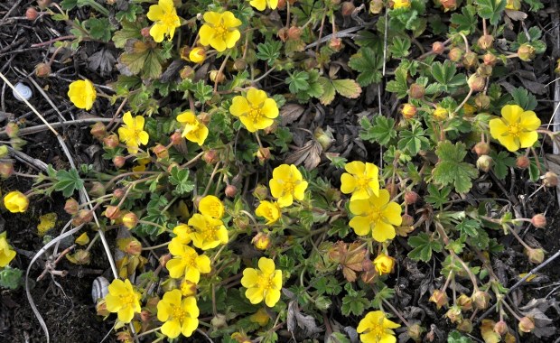 Naukowcy odkryli "naturalny antybiotyk". Ta dzika roślina może uratować miliony osób