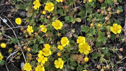 Naukowcy odkryli "naturalny antybiotyk". Ta dzika roślina może uratować miliony osób