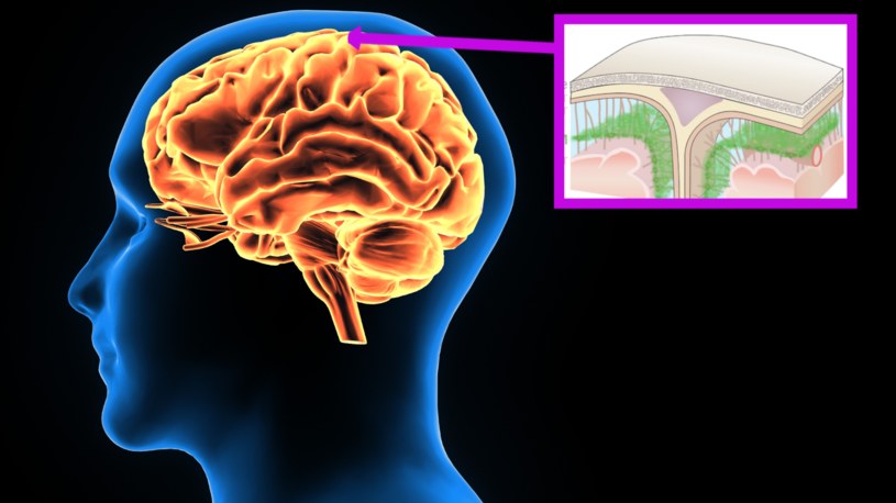 Naukowcy odkryli nieznaną wcześniej warstwę, która otacza nasz mózg. Może być kluczem do skutecznego leczenia wielu chorób