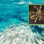 Naukowcy odkryli niezwykłą symbiozę głębinowych pająków i bakterii 