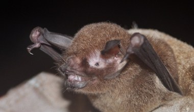 Naukowcy odkryli nowy gatunek koronawirusa. Mają go nietoperze