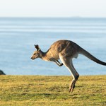 Naukowcy odkryli nowy gatunek prehistorycznego kangura