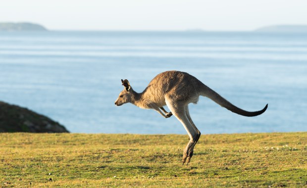Naukowcy odkryli nowy gatunek prehistorycznego kangura