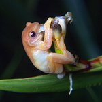 Naukowcy odkryli pierwszą żabę, która zapyla kwiaty