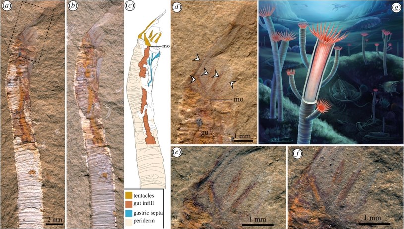 Naukowcy odkryli pozostałości dziwnego zwierzęcia sprzed 500 mln, które może wypełnić jedną z ewolucyjnych luk /Zhang Guangxu, Parry Luke A., Vinther Jakob and Ma Xiaoya. 2022. Exceptional soft tissue preservation reveals a cnidarian affinity for a Cambrian phosphatic tubicolous enigmaProc. R. Soc. B.2892022162 /materiały prasowe