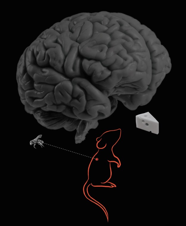 Naukowcy odkryli rejon mózgu myszy reagujący na konkurujące bodźce głodu i bólu /Sam Alhadeff /Materiały prasowe