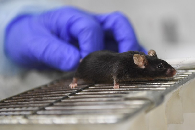 Naukowcy odkryli, że u myszy chorujących na gruźlicę ograniczone jest ryzyko występowania COVID-19 /Kirill Kukhmar /Agencja FORUM