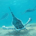 Naukowcy odkrywają tajemnice "skorpionów morskich"