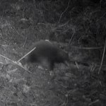 wymarłe gatunki Naukowcy odnaleźli "wymarłą" kolczatkę. Przez ponad 60 lat nikt jej nie widział