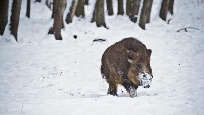 Naukowcy: Odstrzał dzików może paradoksalnie rozprzestrzenić wirusa ASF