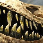 Naukowcy odtworzyli dźwięk ryczącego Tyranozaura