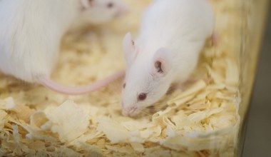 Naukowcy odwrócili proces starzenia u myszy
