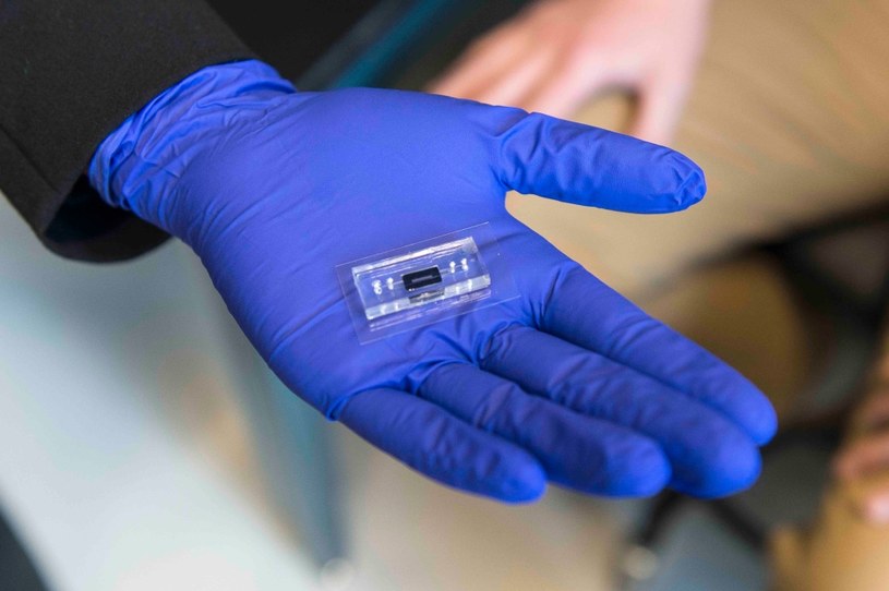 Naukowcy opracowali chip z DNA /RIT /materiały prasowe