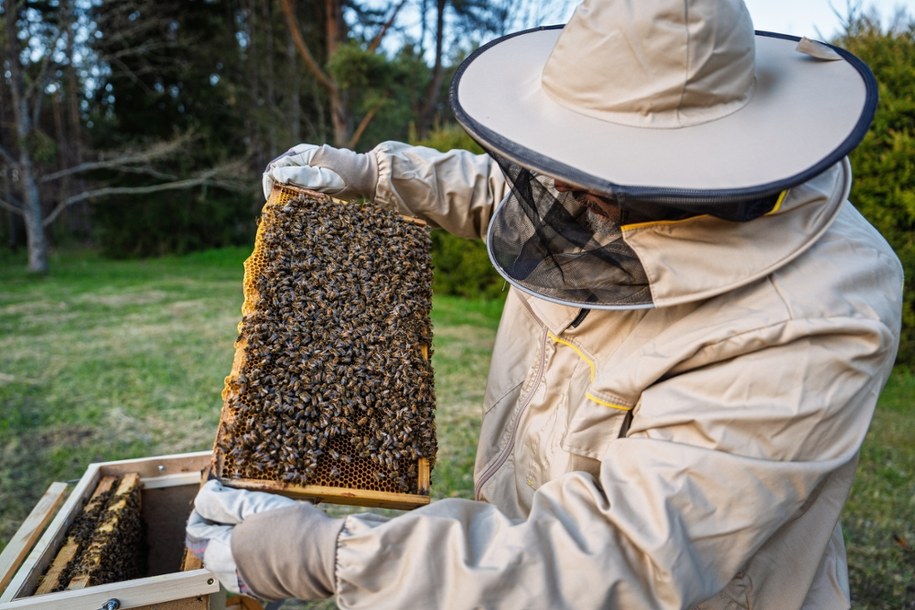 Naukowcy opracowali "superżywność", która może uratować pszczoły miodne /Shutterstock