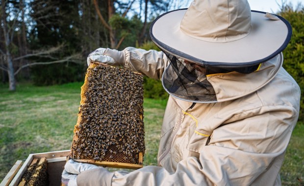Naukowcy opracowali "superżywność", która może uratować pszczoły miodne