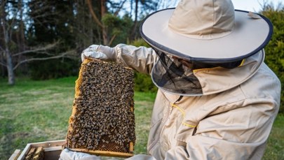 Naukowcy opracowali "superżywność", która może uratować pszczoły miodne