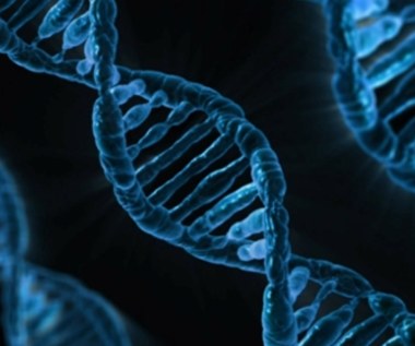 Naukowcy opracowują syntetyczne DNA do badania genów „architektów”