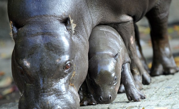 Naukowcy orzekli: Hipopotam jest spokrewniony z... wielorybem