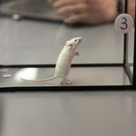 Naukowcy patrzyli oczami myszy. Science-fiction staje się rzeczywistością 