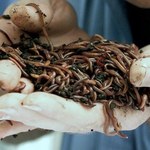 Naukowcy pokonają robaka Conficker?