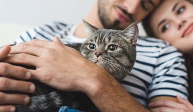 Naukowcy potwierdzili niezwykły związek między posiadaniem kota a schizofrenią