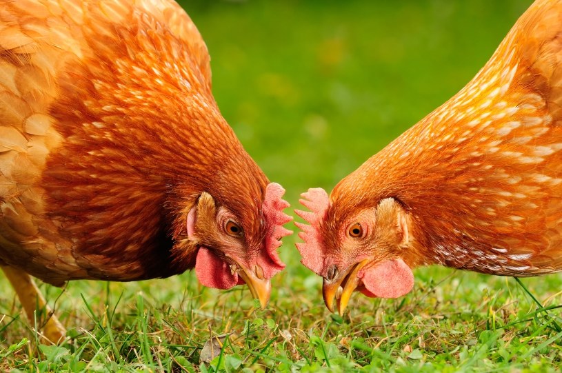 Naukowcy poznali język kur? "Przełomowe badania"