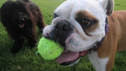 Naukowcy przebadali genomy 1346 psów. Na ich podstawie opracowali mapę ras