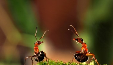Naukowcy przecierają oczy. Reakcja mrówek na pandemię daje do myślenia