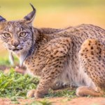 Naukowcy przecierają oczy. Ryś pobił wszelkie rekordy