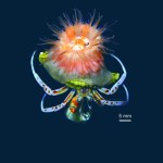 pustelnik Naukowcy przecierali oczy. Odkryli zwierzę, które robi coś zaskakującego