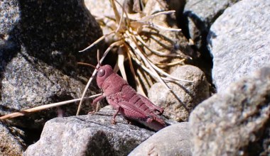 Naukowcy przecierali oczy. Ta szarańcza zmutowała i jest różowa