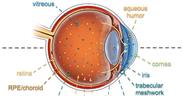 Naukowcy przyjrzeli się bliżej komórkom tworzącym oko. Szukali skutecznych metod leczenia chorób /Wolf et al., Cell, 2023 /domena publiczna