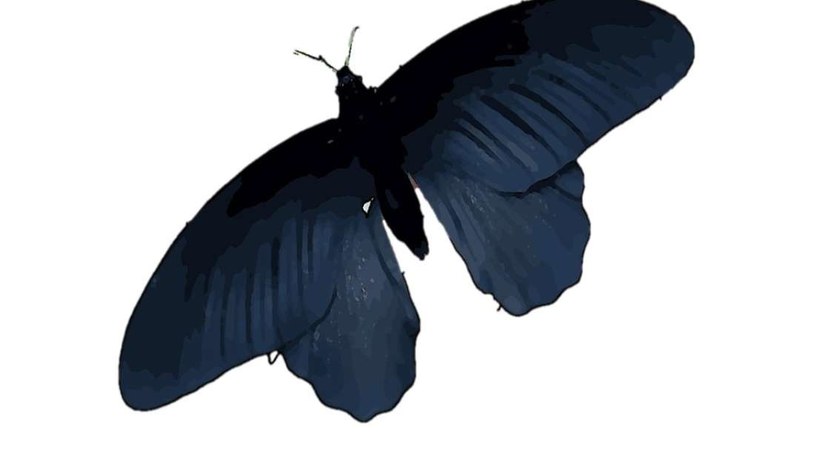 Naukowcy przyjrzeli się skrzydłom motyla Pachliopta aristolochiae /materiały prasowe