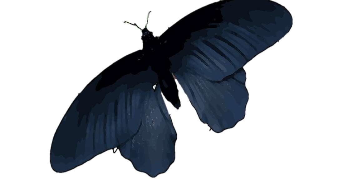 Naukowcy przyjrzeli się skrzydłom motyla Pachliopta aristolochiae /materiały prasowe